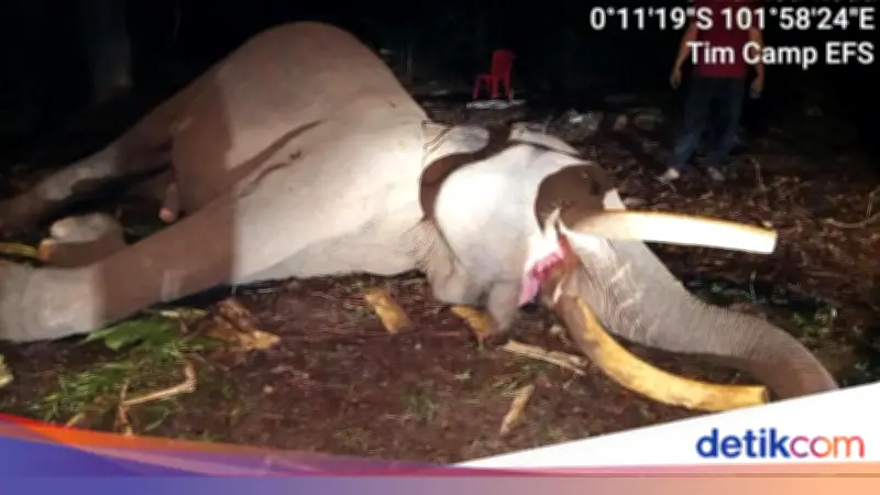 Kronologi Kematian Gajah Sumatera Indro di Taman Nasional Tesso Nilo