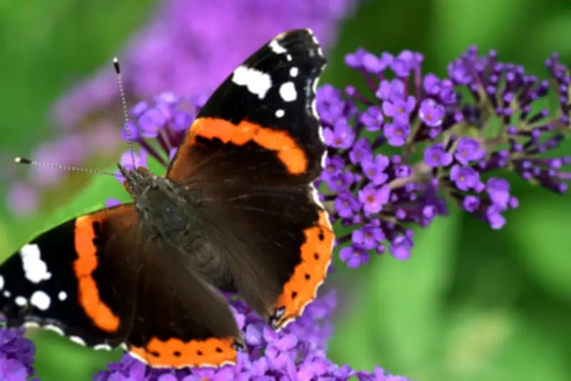 Kupu-Kupu Heliconius Berevolusi Perlambat Penuaan, Studi Terbaru Ungkap