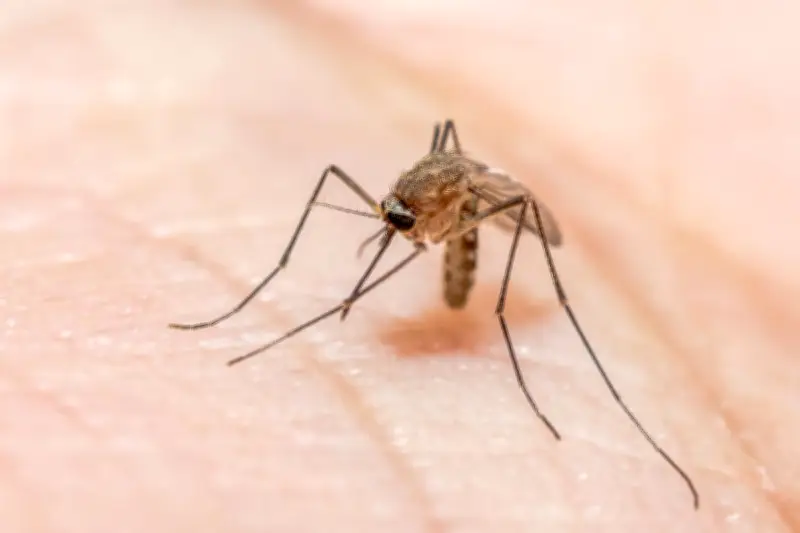 Mahasiswa Unair Ciptakan Malaiscope untuk Diagnosis Malaria