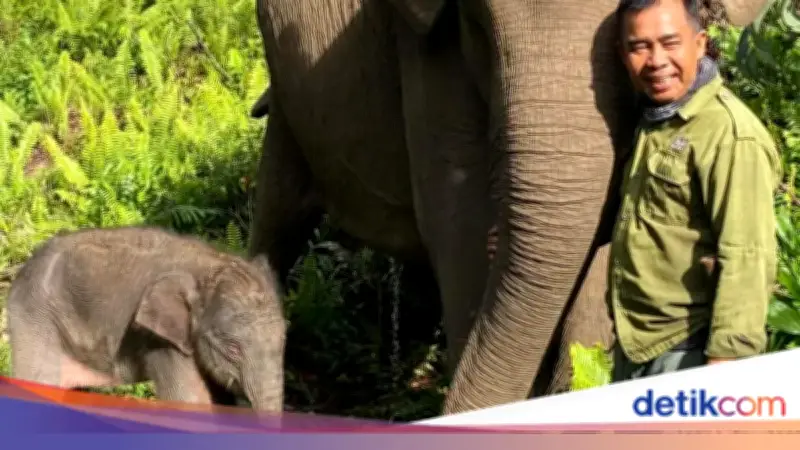Menhut Sambut Kelahiran Adik Domang, Harapan Baru Gajah Sumatera