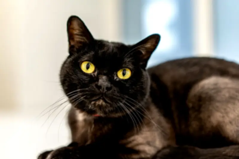 Mitos Kucing Hitam Pembawa Sial: Fakta atau Anggapan Salah?