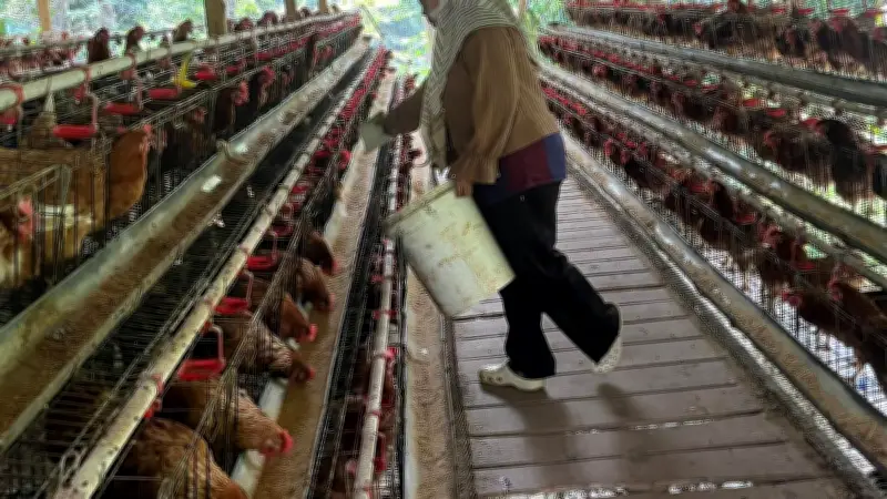 Nahtadia Sukses Kembangkan Usaha Ayam Petelur Berkat Kupra BRI, Omzet Capai Rp48 Juta