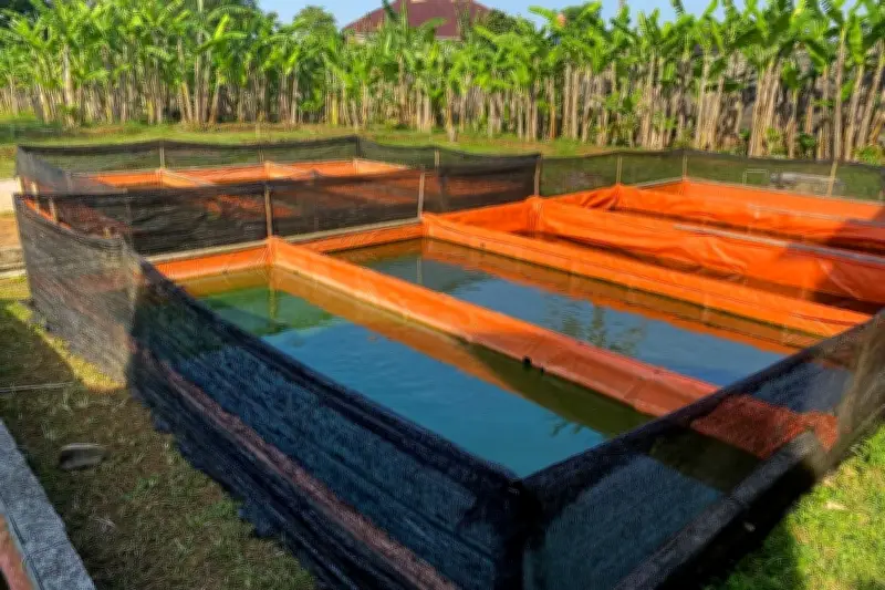 Panduan Lengkap Budidaya Ikan Lele di Kolam Terpal untuk Pemula