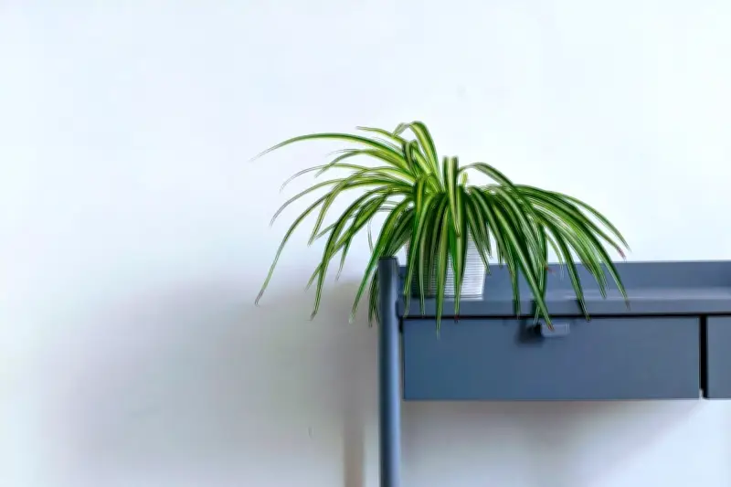 Peace Lily: Tanaman Hias Tropis dengan Segudang Manfaat