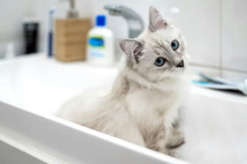 Penyebab Mata Kucing Banyak Belek dan Cara Mengatasinya