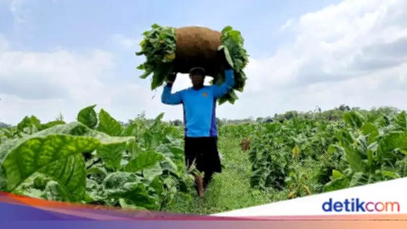 Petani Tembakau Jawa Barat Tolak Aturan Pembatasan Nikotin dan Kemasan Polos