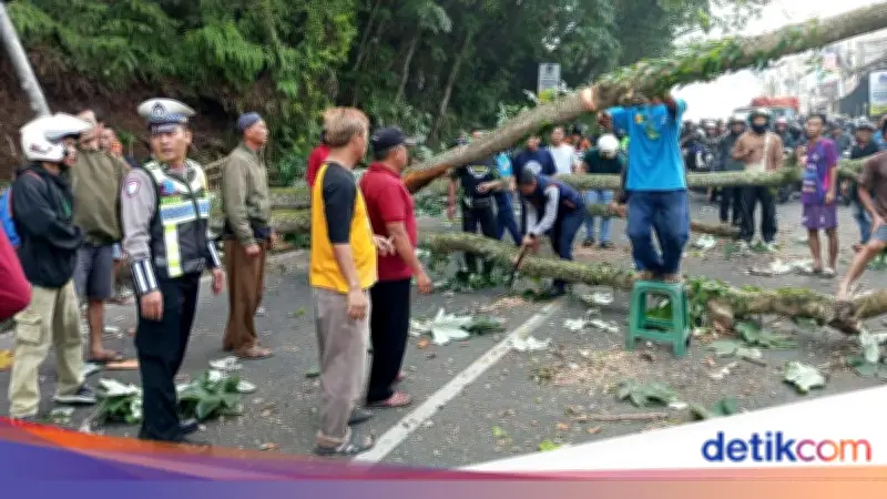 Pohon Tumbang di Bogor Timpa Motor dan Gerobak PKL, Lalu Lintas Macet