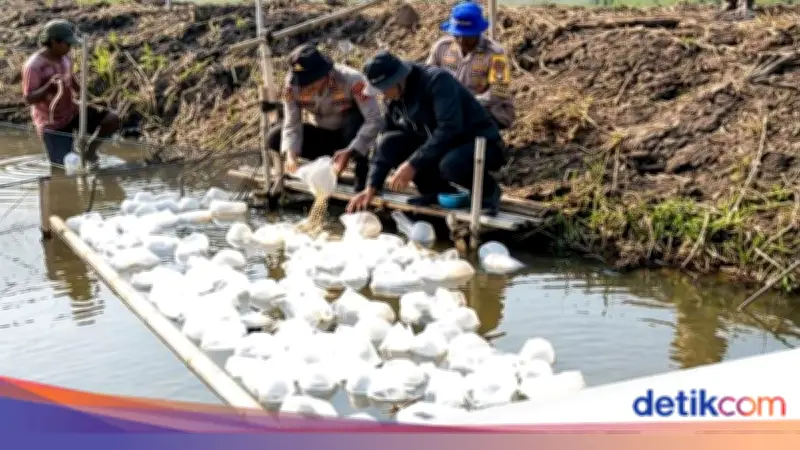 Polda Metro Tebar Ribuan Benih Bandeng dan Udang di Bekasi untuk Ketahanan Pangan