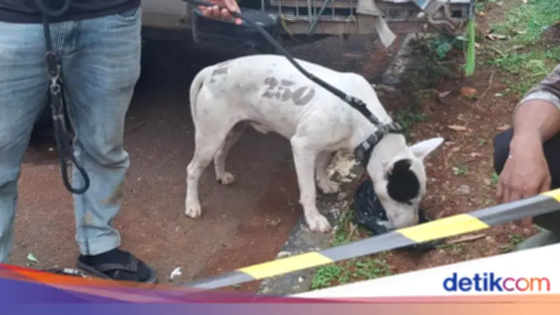 Polisi Dalami Kemungkinan Tersangka Baru Kasus Bocah Tewas Diserang Anjing