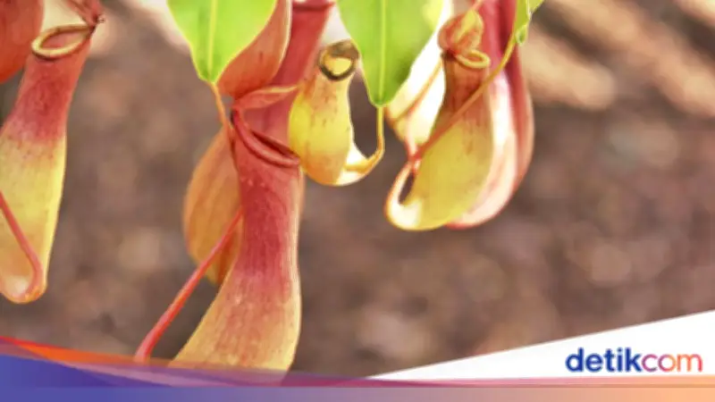 Pria Jakarta Tertangkap Curi Kantong Semar di Kebun Raya Bogor