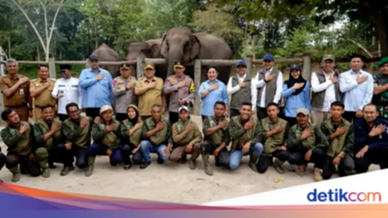Rajiv: Kelahiran Anak Gajah 'Nona Seroja' Momentum Perkuat Konservasi