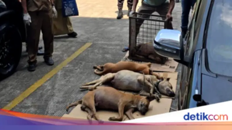 Ratusan Anjing Diamankan Usai Bocah Tewas Diserang di Bogor, 4 Mati