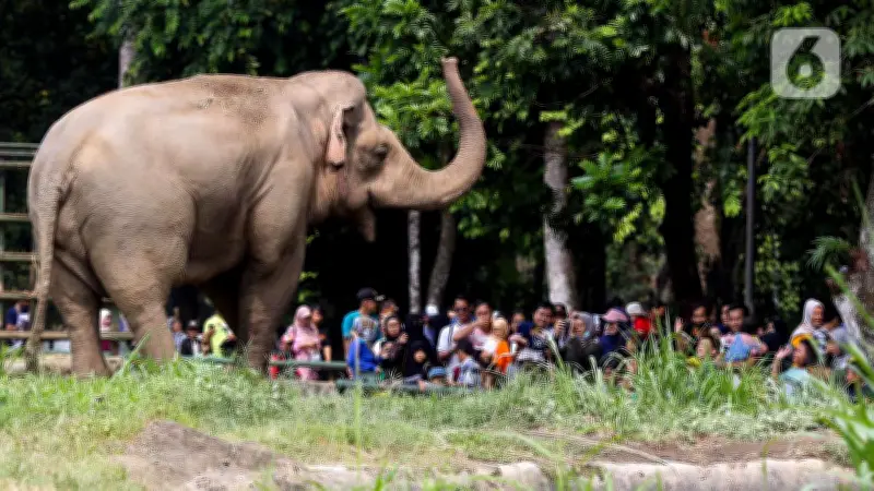 Rekor Kunjungan Ragunan Tembus 135.500, Pramono Siapkan Kejutan HUT ke-500 Jakarta