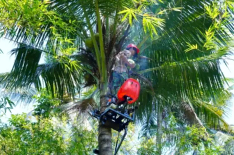 Risiko Keselamatan Petik Kelapa: Tantangan Produktivitas Perkebunan Indonesia