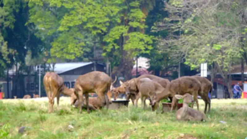 Rusa Taman Sriwedari Solo Cari Makan di Tempat Sampah, Pemkot Bergerak