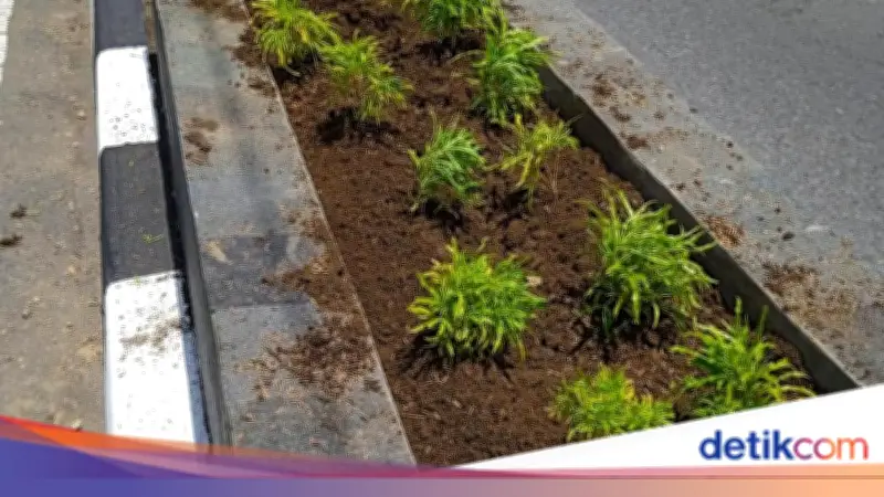 Tanaman Hias di Pembatas Jalan Sleman Kerap Dicuri, DLH Sulit Cari Pelaku