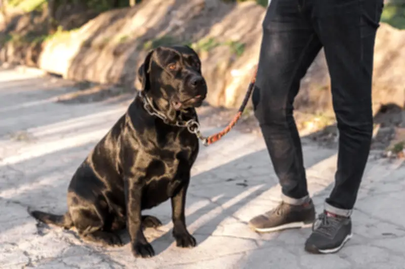 Tren Baru di China: Sewa Anjing untuk Jalan-Jalan Per Jam
