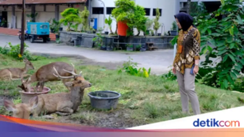 Viral Rusa di Taman Sriwedari Solo Cari Makan di Tempat Sampah, Pemkot Turun Tangan