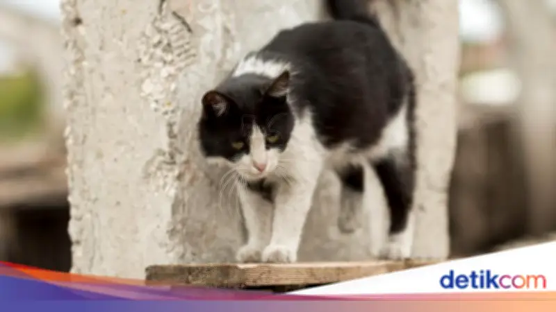 Wanita di Jembrana Bali Tewas Akibat Gigitan Kucing Liar Rabies