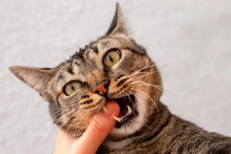 Wanita di Jembrana Meninggal Dunia Akibat Suspek Rabies