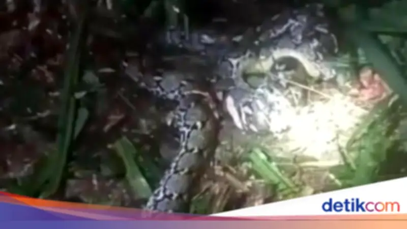 Wanita di Malut Tewas Ditelan Piton 7,8 Meter, Suami Tebas Leher Ular