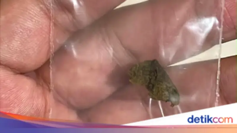 WN Rusia Bawa 7,8 Kg Hashish dari Thailand, Hendak Diedarkan di Bali