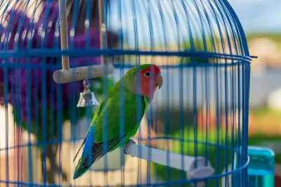 7 Makanan Beracun yang Wajib Dihindari untuk Burung Peliharaan