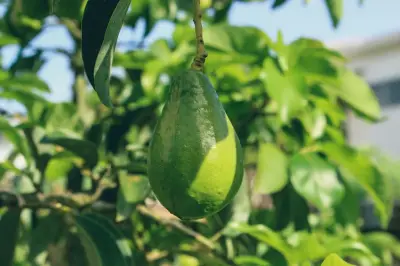 9 Pohon Buah Cepat Tumbuh untuk Pemula di Pot