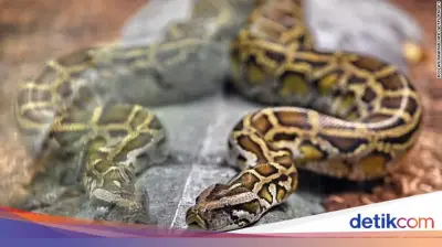 Dua Ular Sanca Muncul di Stasiun Karet, Satu Dievakuasi Satu Mati