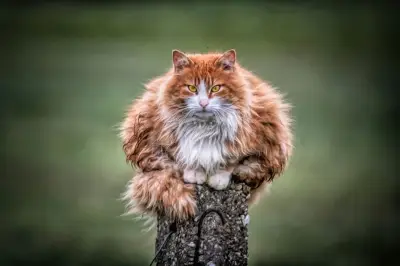 Mitos Kucing Kabur Saat Akan Mati: Ini Penjelasan Sains