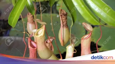 Pencuri Kantong Semar Dua Kali Beraksi di Kebun Raya Bogor, Ngaku Koleksi Pribadi