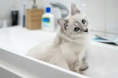 Penyebab Mata Kucing Banyak Belek dan Cara Mengatasinya