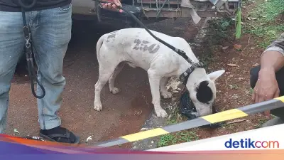 Polisi Dalami Kemungkinan Tersangka Baru Kasus Bocah Tewas Diserang Anjing