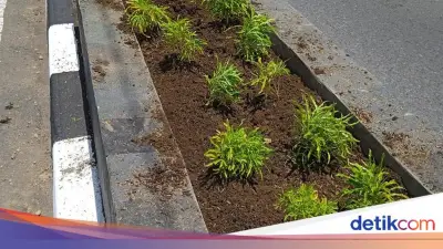 Tanaman Hias di Pembatas Jalan Sleman Kerap Dicuri, DLH Sulit Cari Pelaku