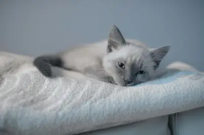 Tips Aman Pelihara Kucing Meski Punya Alergi Bulu