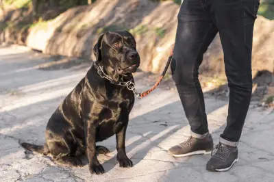 Tren Baru di China: Sewa Anjing untuk Jalan-Jalan Per Jam