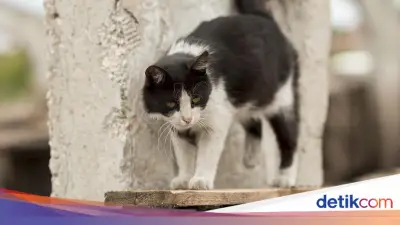 Wanita di Jembrana Bali Tewas Akibat Gigitan Kucing Liar Rabies
