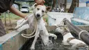 Anak 9 Tahun Tewas Digigit Anjing Pemburu di Bogor, Polisi Selidiki