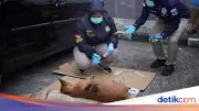 Bocah 9 Tahun Tewas Diserang Anjing Pemburu di Bogor, Anjing Mati Kehabisan Oksigen