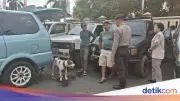 Bocah 9 Tewas Diserang Anjing Pemburu Babi Saat Memancing Belut di Bogor