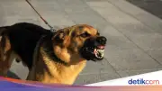 Bocah di Jasinga Tewas Digigit Anjing Pemburu, 57 Orang Diperiksa Polisi