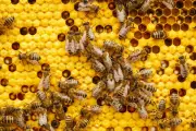 BRIN dan UGM Temukan Bakteri Probiotik Antikanker dari Madu