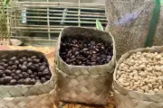 El Nino Resmi Terbentuk, Ancaman Kekeringan bagi Produksi Kopi Vietnam