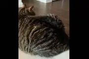 Fakta di Balik 'Bulu Bawang Putih' pada Kucing yang Viral di TikTok