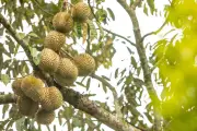 Harga Durian di Malaysia Anjlok Akibat Tsunami Durian, Musang King Murah