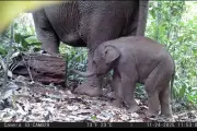 Kelahiran Nona Seroja, Bayi Gajah Sumatera di Taman Nasional Tesso Nilo Viral