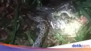 Kronologi Wanita di Malut Ditelan Piton 7,8 Meter, Suami Tebas Ular