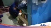 Malam-Malam Ular Kobra Masuk Kamar Warga Bogor, Damkar Dievakuasi