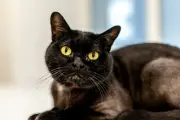 Mitos Kucing Hitam Pembawa Sial: Fakta atau Anggapan Salah?