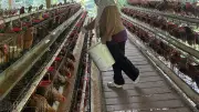 Nahtadia Sukses Kembangkan Usaha Ayam Petelur Berkat Kupra BRI, Omzet Capai Rp48 Juta